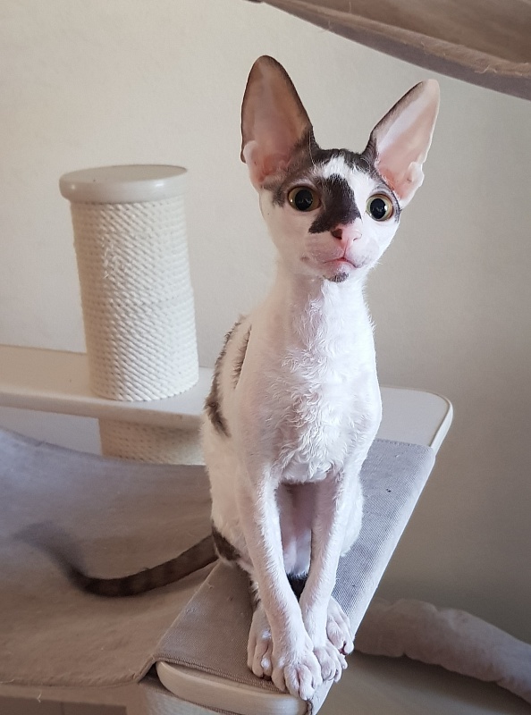 Pearl Button Elemani Dream - Kitten cornish rex 4 months 1.5 week