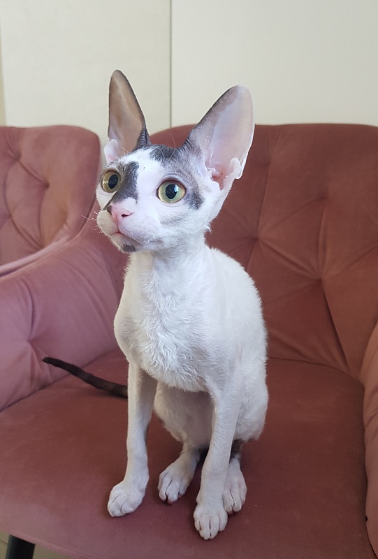 Pearl Button Elemani Dream - Kitten cornish rex 4 months 3.5 weeks