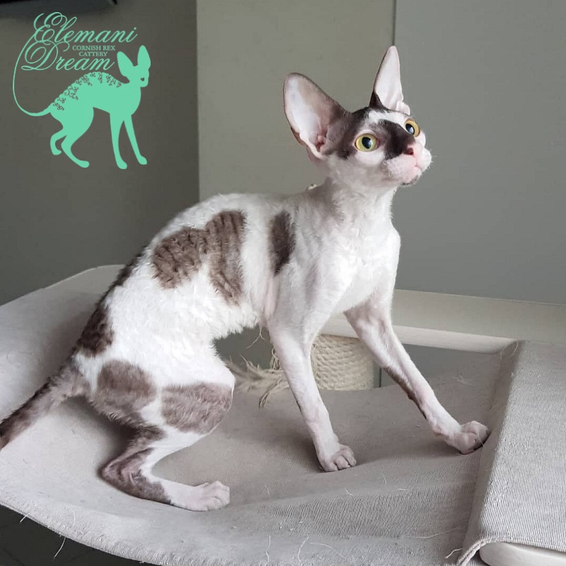 Pearl Button Elemani Dream - Kitten cornish rex 5 months 2 weeks