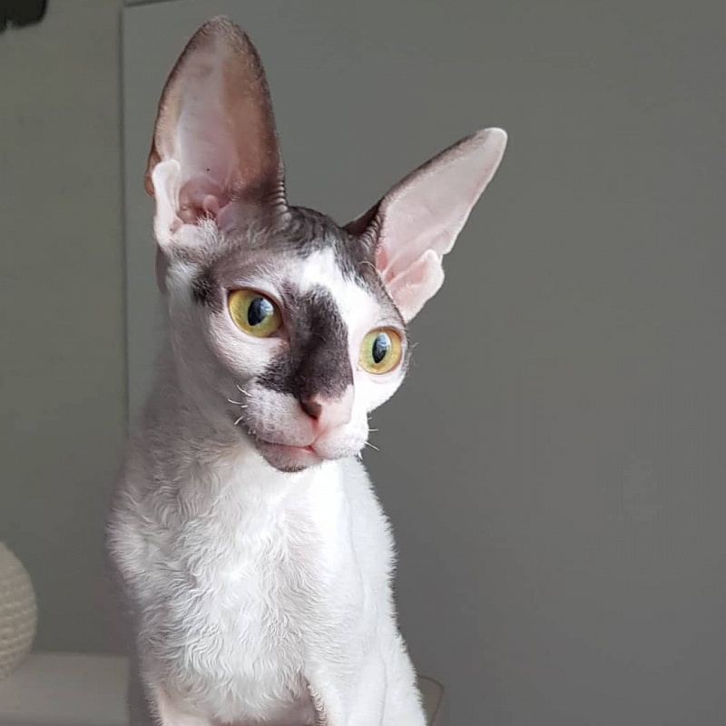 Pearl Button Elemani Dream - Kitten cornish rex 5 months 2 weeks
