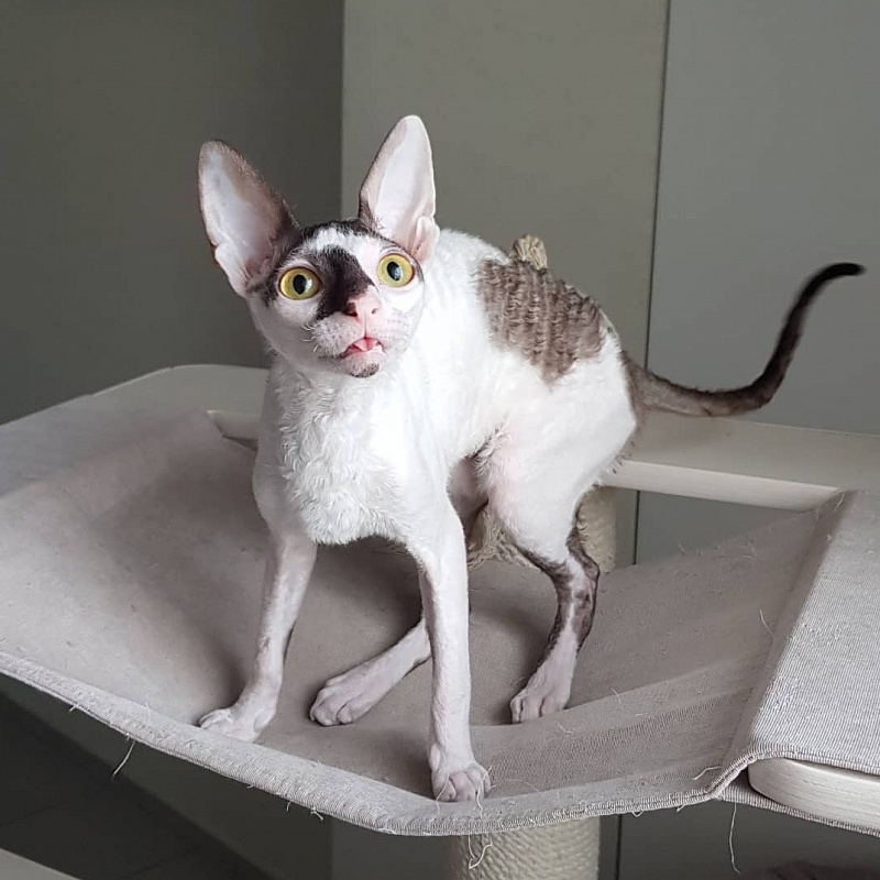 Pearl Button Elemani Dream - Kitten cornish rex 5 months 2 weeks
