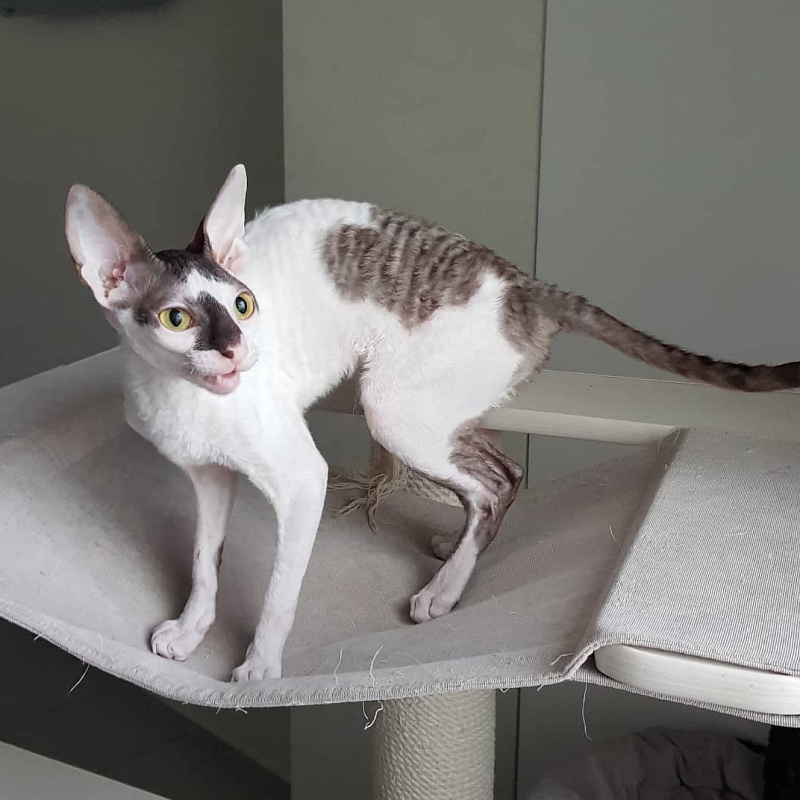 Pearl Button Elemani Dream - Kitten cornish rex 5 months 2 weeks