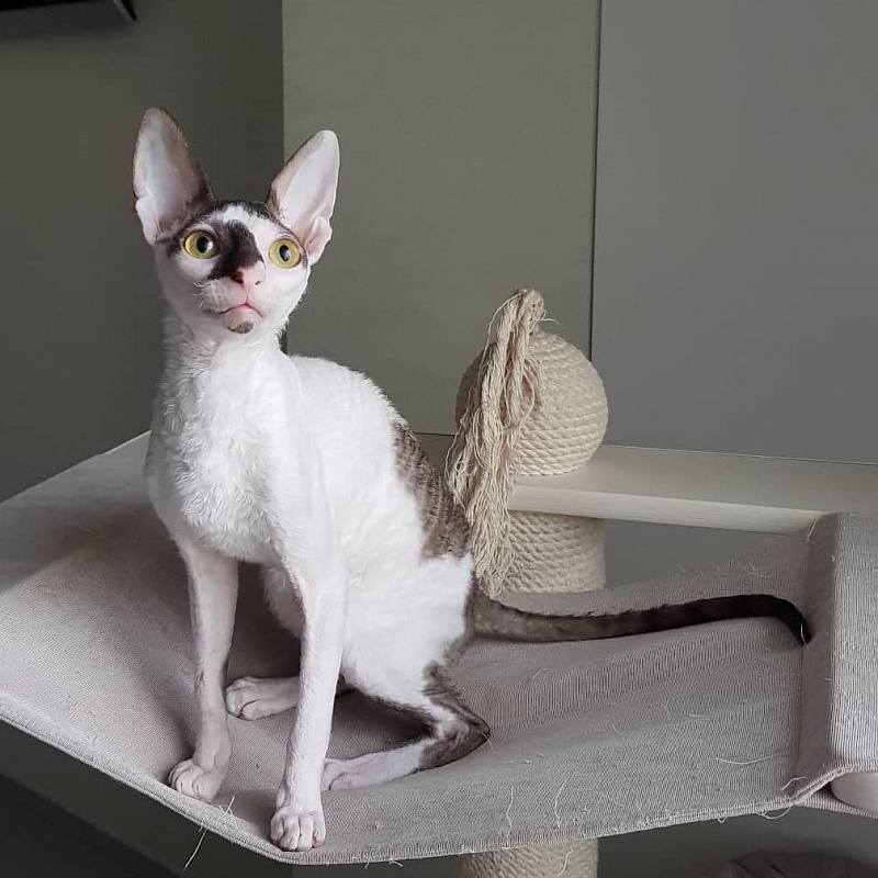 Pearl Button Elemani Dream - Kitten cornish rex 5 months 2 weeks