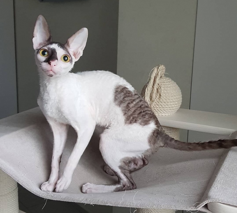 Pearl Button Elemani Dream - Kitten cornish rex 5 months 2 weeks