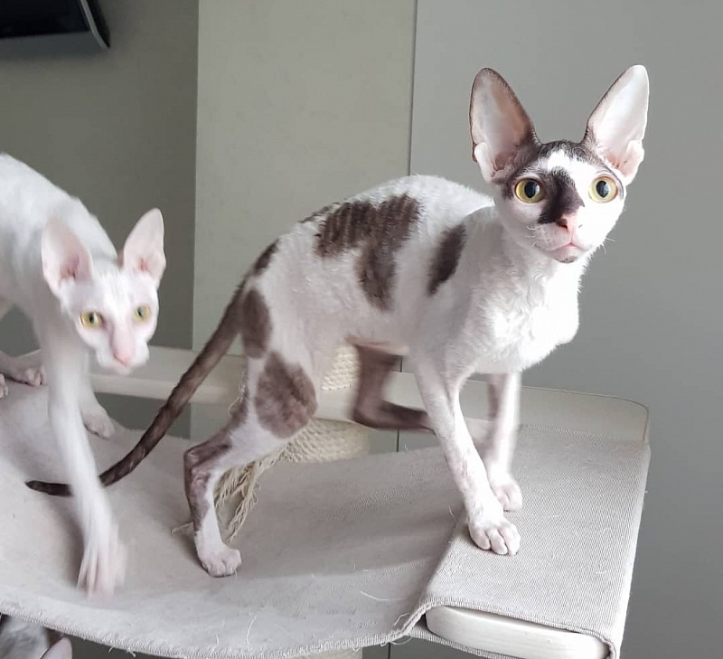 Pearl Button Elemani Dream - Kitten cornish rex 5 months 2 weeks
