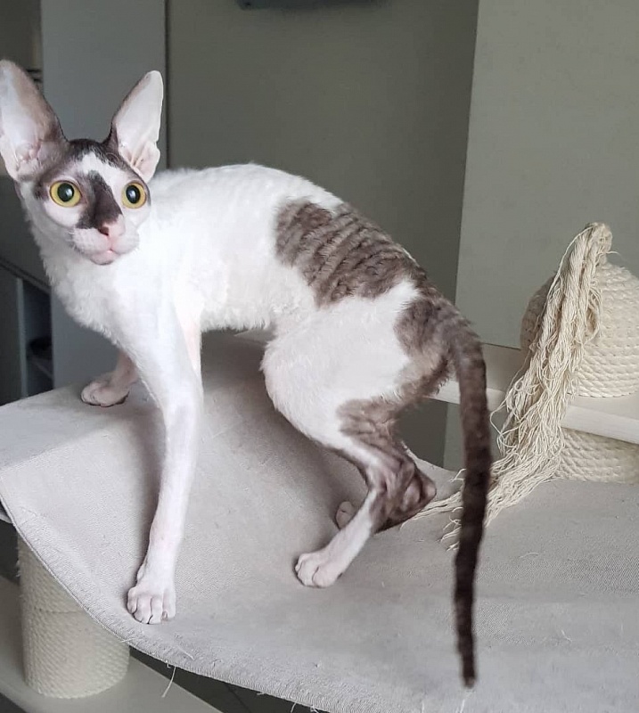 Pearl Button Elemani Dream - Kitten cornish rex 5 months 2 weeks