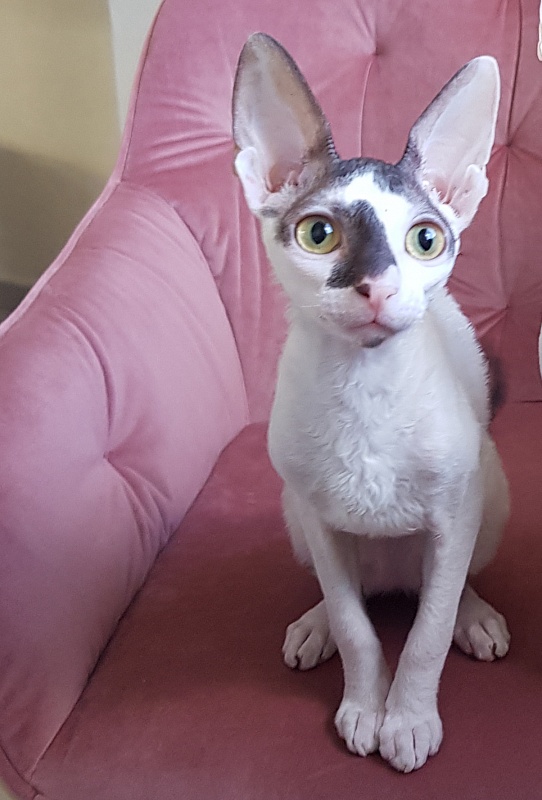 Pearl Button Elemani Dream - Kitten cornish rex 4 months 3.5 weeks