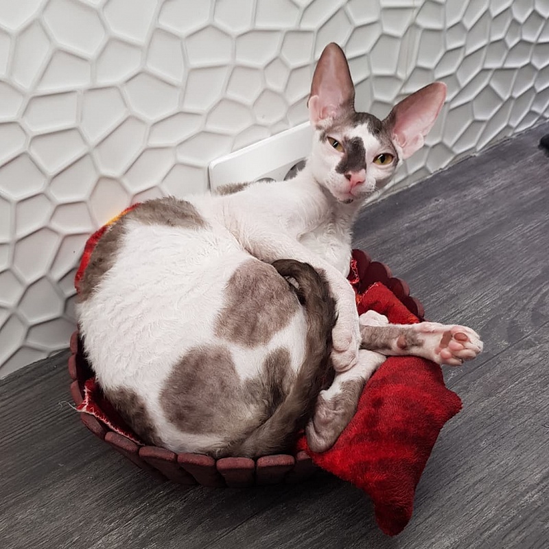 Pearl Button Elemani Dream - Kitten cornish rex 5 months 1.5 week