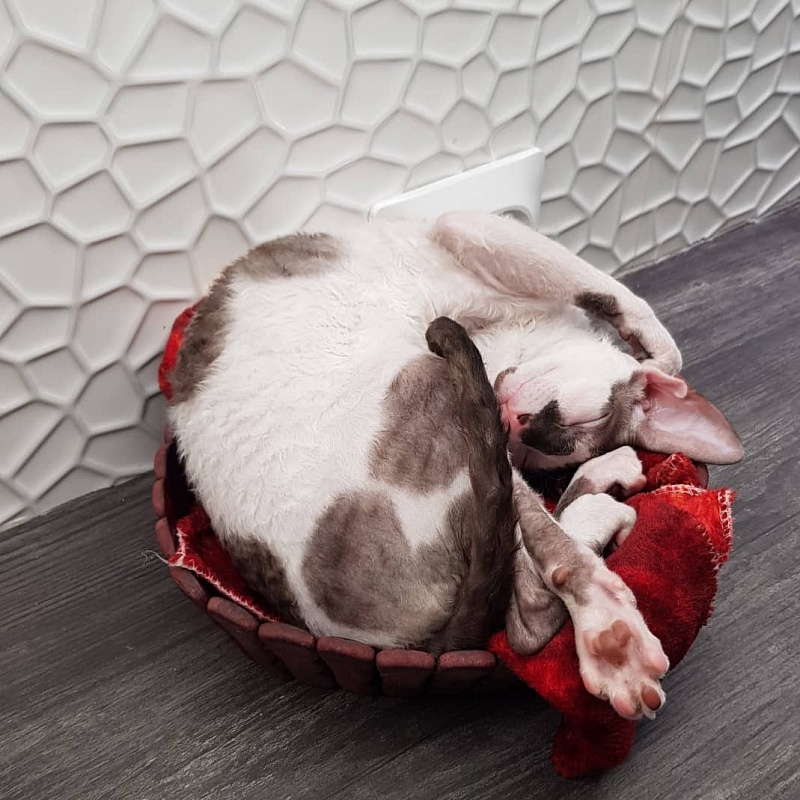 Pearl Button Elemani Dream - Kitten cornish rex 5 months 1.5 week