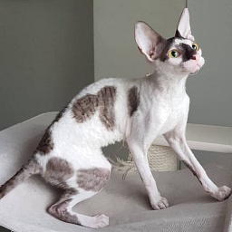 Pearl Button Elemani Dream