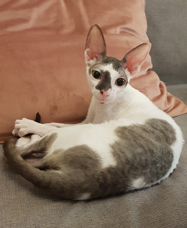 Pearl Button Elemani Dream - Kitten cornish rex 6 months 0.5 weeks