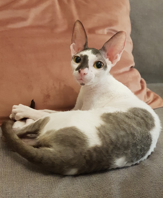 Pearl Button Elemani Dream - Kitten cornish rex 6 months 0.5 weeks