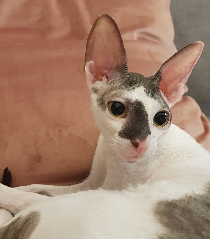 Pearl Button Elemani Dream - Kitten cornish rex 6 months 0.5 weeks