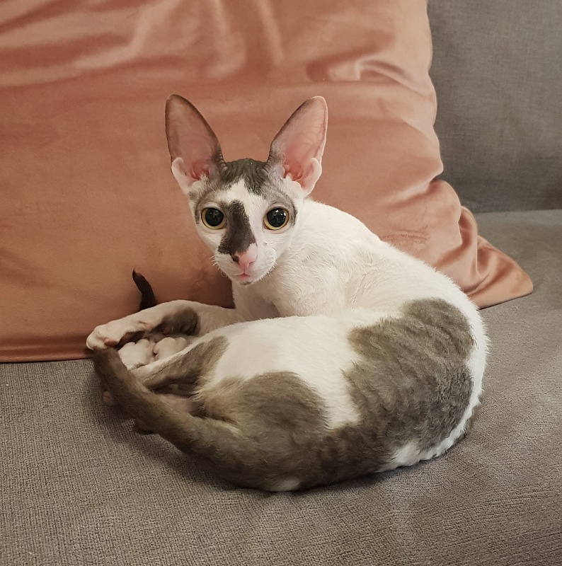 Pearl Button Elemani Dream - Kitten cornish rex 6 months 0.5 weeks
