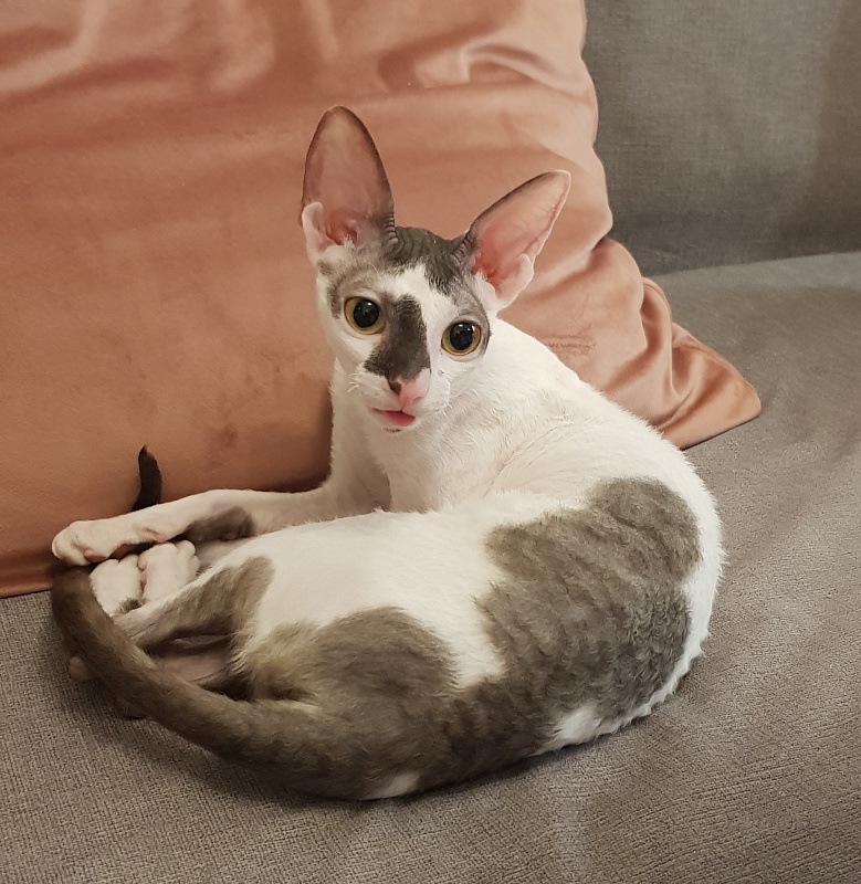 Pearl Button Elemani Dream - Kitten cornish rex 6 months 0.5 weeks