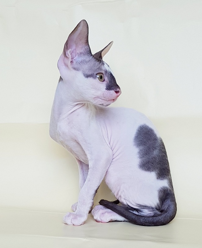 Pearl Button Elemani Dream - Kitten cornish rex 2 months 1 week