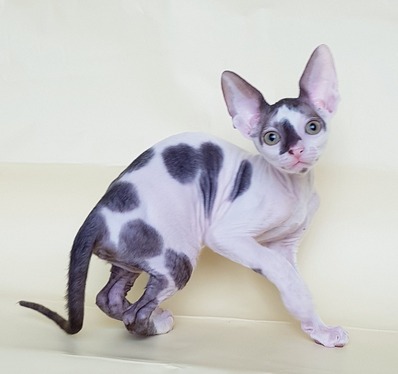 Pearl Button Elemani Dream - Kitten cornish rex 2 months 1 week
