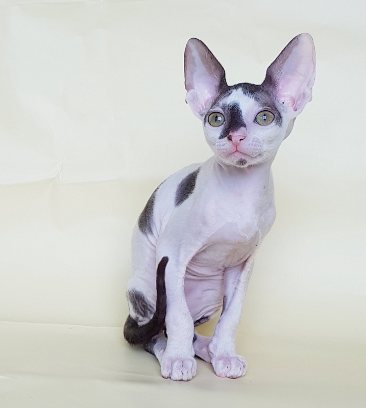 Pearl Button Elemani Dream - Kitten cornish rex 2 months 1 week