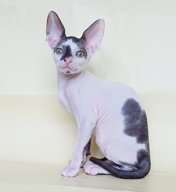 Pearl Button Elemani Dream - Kitten cornish rex 2 months 1 week