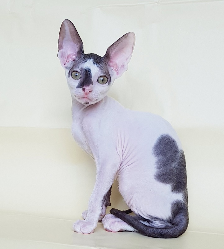Pearl Button Elemani Dream - Kitten cornish rex 2 months 1 week