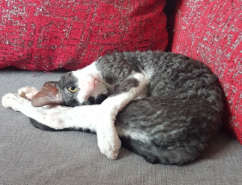 Odin Veter Svobody - Kitten cornish rex 3 months 2.5 weeks