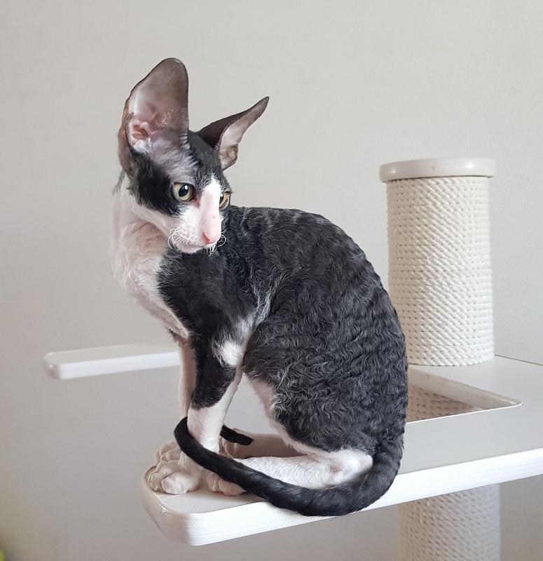 Odin Veter Svobody - Kitten cornish rex 3 months 0.5 weeks
