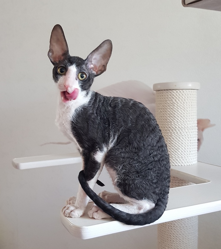 Odin Veter Svobody - Kitten cornish rex 3 months 0.5 weeks