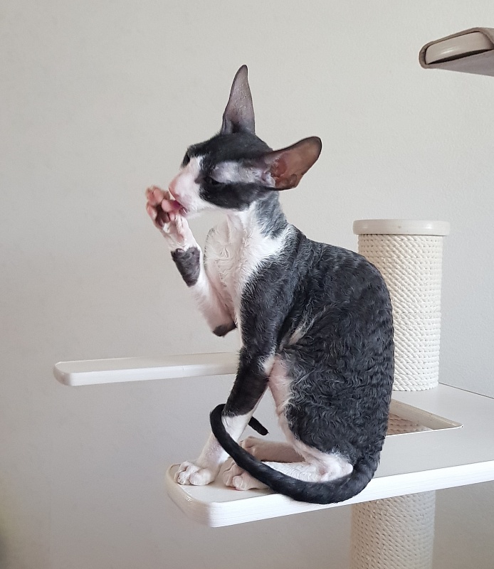 Odin Veter Svobody - Kitten cornish rex 3 months 0.5 weeks