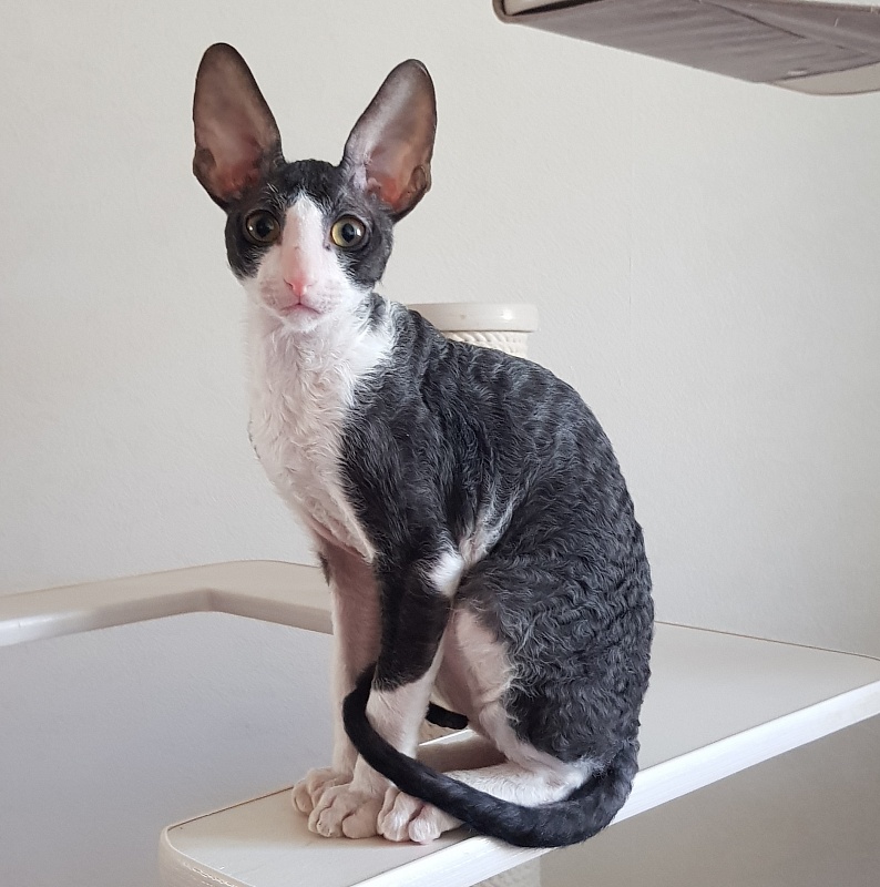 Odin Veter Svobody - Kitten cornish rex 3 months 0.5 weeks