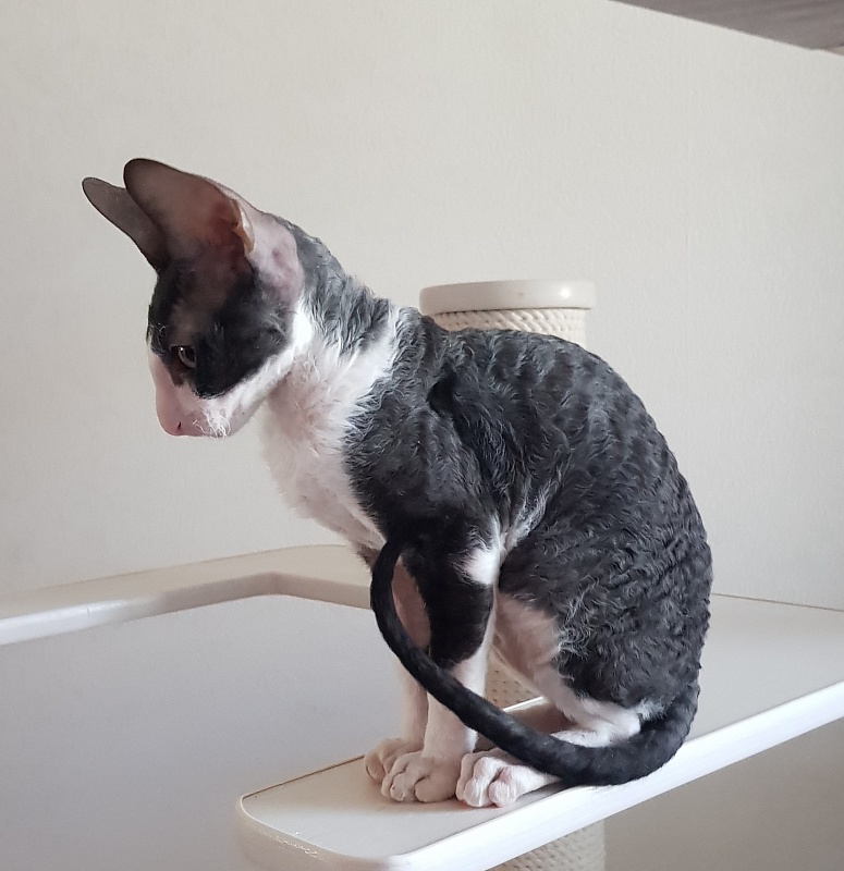 Odin Veter Svobody - Kitten cornish rex 3 months 0.5 weeks