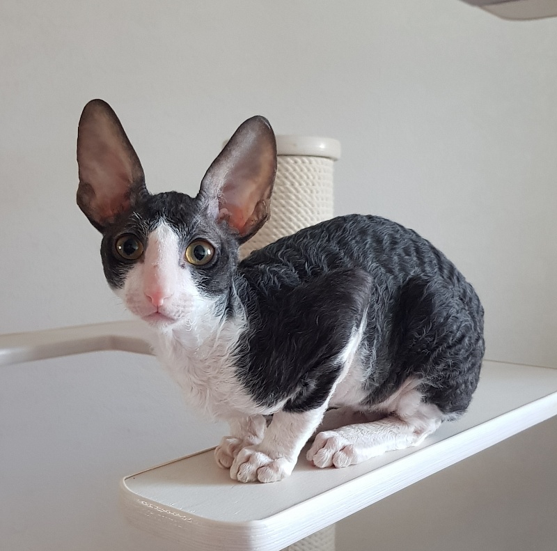 Odin Veter Svobody - Kitten cornish rex 3 months 0.5 weeks