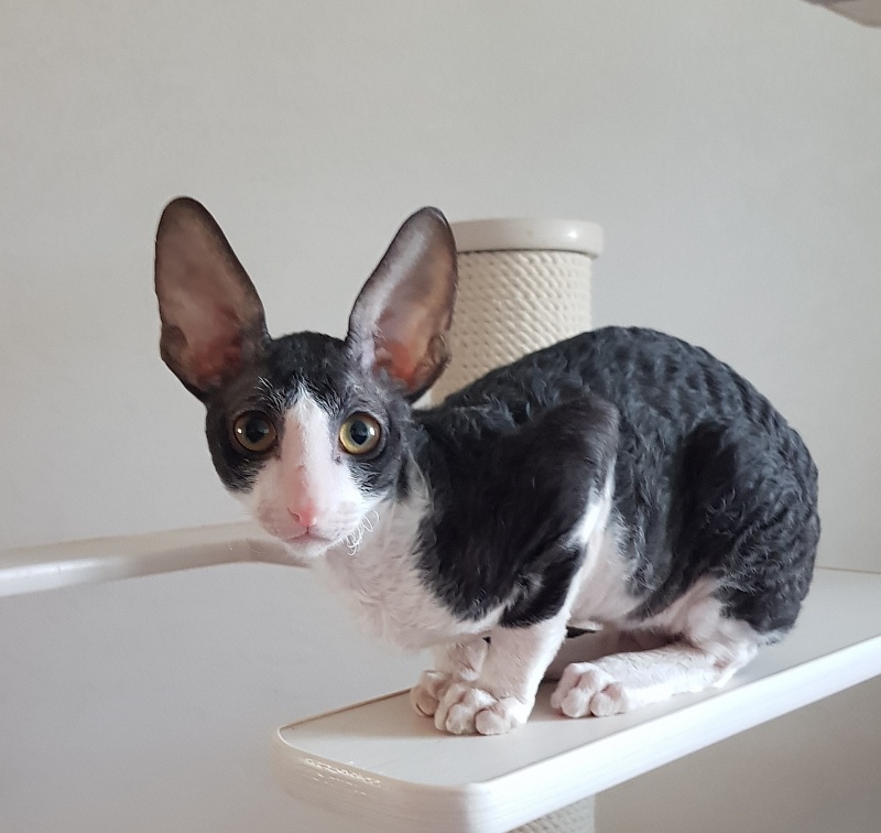 Odin Veter Svobody - Kitten cornish rex 3 months 0.5 weeks