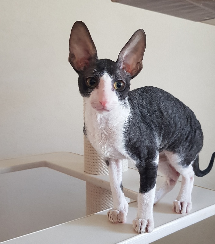 Odin Veter Svobody - Kitten cornish rex 3 months 0.5 weeks