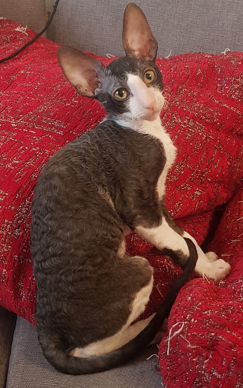Odin Veter Svobody - Kitten cornish rex 3 months 1.5 week