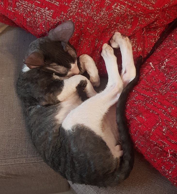 Odin Veter Svobody - Kitten cornish rex 3 months 1.5 week