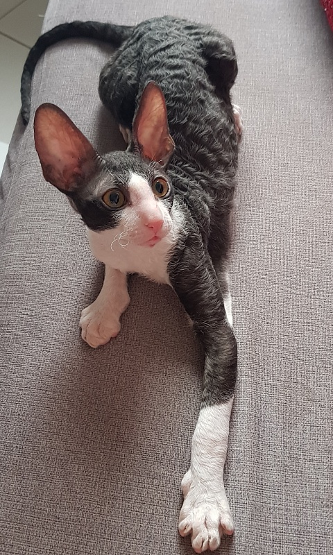 Odin Veter Svobody - Kitten cornish rex 3 months 1 week