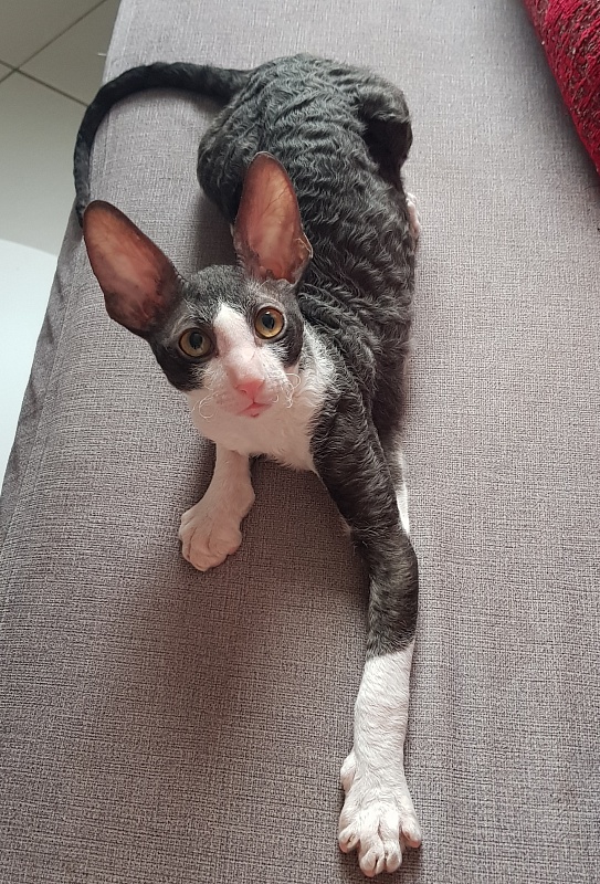 Odin Veter Svobody - Kitten cornish rex 3 months 1 week