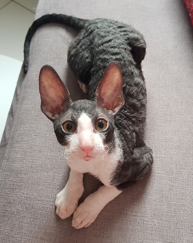 Odin Veter Svobody - Kitten cornish rex 3 months 1 week