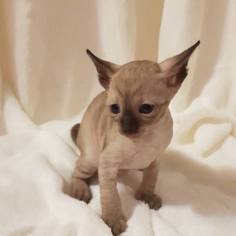 Quitty Elemani Dream - Kitten cornish rex 4 weeks