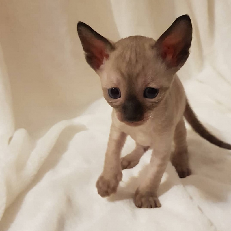 Quitty Elemani Dream - Kitten cornish rex 4 weeks