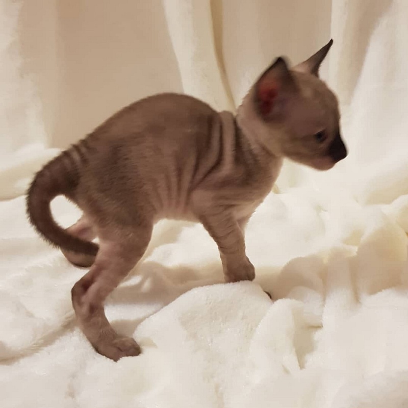 Quitty Elemani Dream - Kitten cornish rex 4 weeks