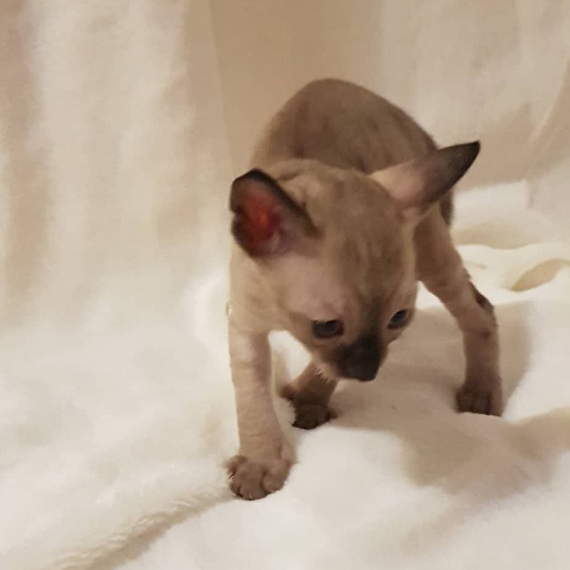Quitty Elemani Dream - Kitten cornish rex 4 weeks