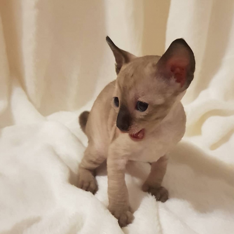 Quitty Elemani Dream - Kitten cornish rex 4 weeks