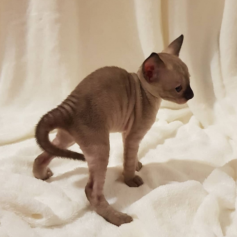Quitty Elemani Dream - Kitten cornish rex 4 weeks