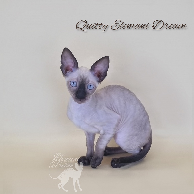 Quitty Elemani Dream - Kitten cornish rex 3 months 1 week
