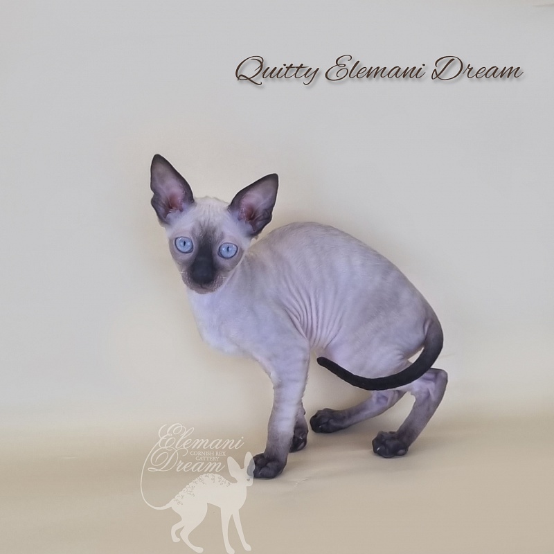 Quitty Elemani Dream - Kitten cornish rex 3 months 1 week