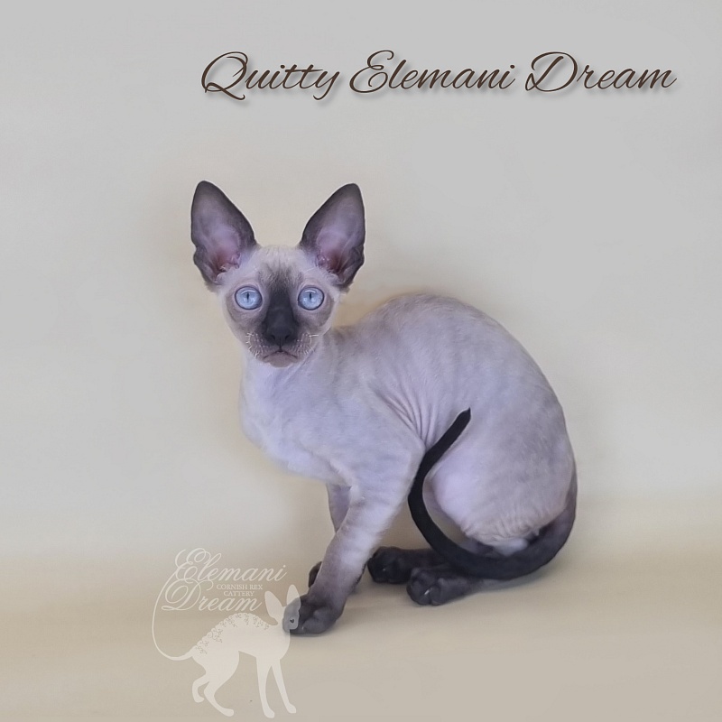Quitty Elemani Dream - Kitten cornish rex 3 months 1 week