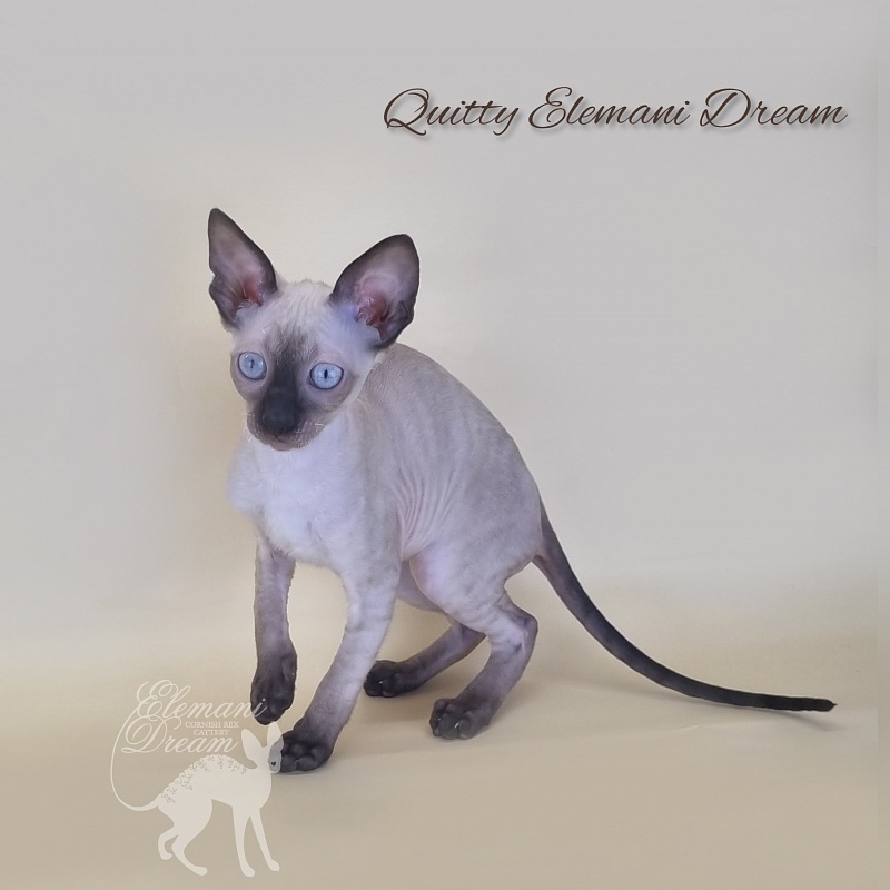 Quitty Elemani Dream - Kitten cornish rex 3 months 1 week