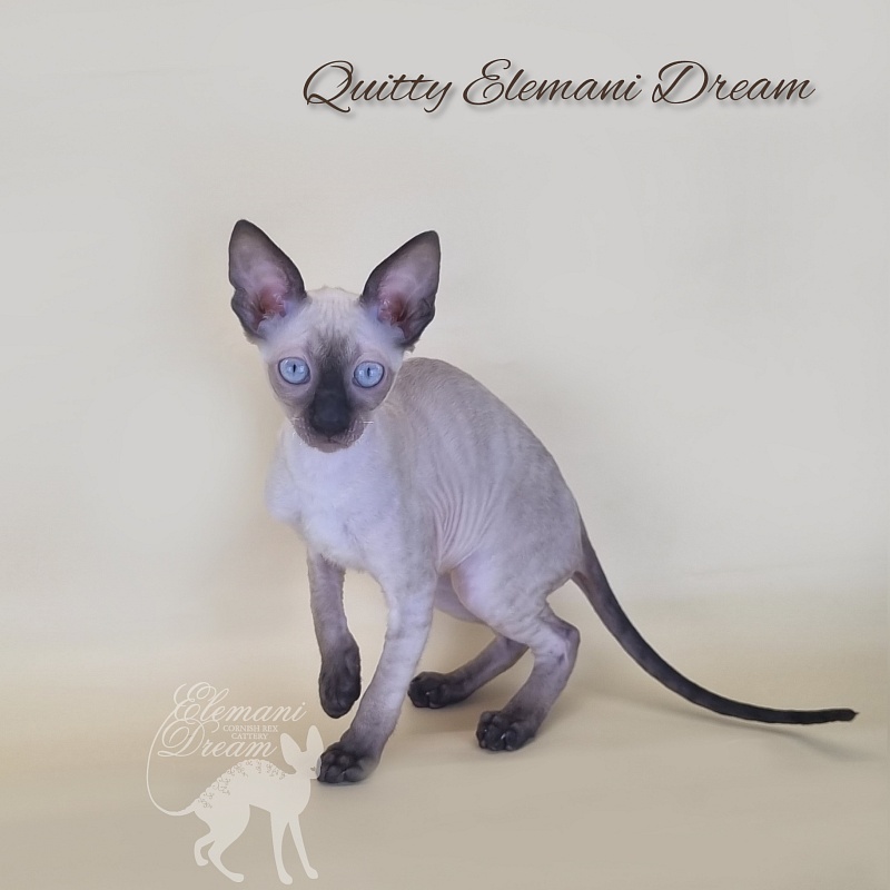 Quitty Elemani Dream - Kitten cornish rex 3 months 1 week