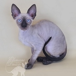 Quitty Elemani Dream